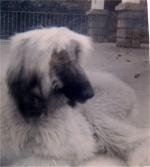 Thumbnail of Holly Hill Forever Amber