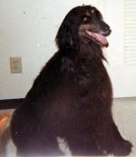 Thumbnail of Akaba's Brass N'soot Of Camri