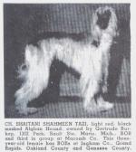 Thumbnail of Shaitani Shahmeen Tazi