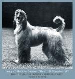 Thumbnail of Ben Ghazi's The Silver Shadow