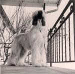 Thumbnail of Kabul's Tjani Of Naranjal (USA)