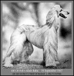 Thumbnail of Felt's Allah Baba