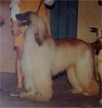 Thumbnail of Keni's Shadrack Of Scharlau