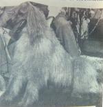 Thumbnail of Kingway Ben-Bhey of Birchwood