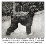 Thumbnail of Turkuman Nissim's Laurel