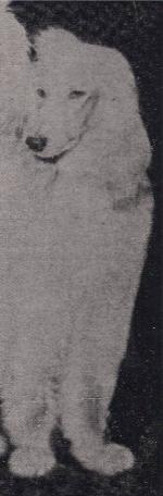 Thumbnail of Laila Of Kingway