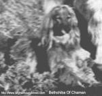 Thumbnail of Bethshiba Of Chaman