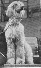 Thumbnail of Scheherezade Of Televee