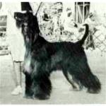 Thumbnail of Jorogz' Tar Devil