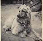 Thumbnail of Samindawar's Bhirod