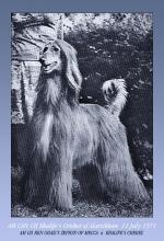 Thumbnail of Khalife's Cricket v Alarickhan