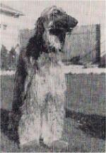 Thumbnail of Veldspringer Charmain