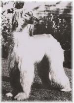 Thumbnail of Westmill Razuran