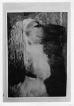 Thumbnail of Tarantella van de Oranje Manege