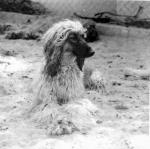 Thumbnail of Josephine van de Oranje Manege