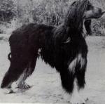 Thumbnail of Behula van Slehop