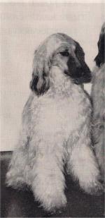 Thumbnail of Shubad Of Jagai