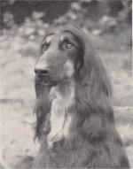 Thumbnail of Pasha Of Carloway