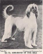 Thumbnail of Asri-Havid Of Five Mile