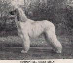 Thumbnail of Horningsea Sheer Khan