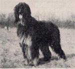 Thumbnail of Ajman Branwen Kandahar