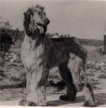 Thumbnail of Pic Of Chaman