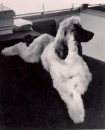 Thumbnail of Shaadar's Roi D'argent Sijmon