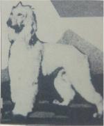 Thumbnail of Shelgrove Jhalia Of Five Mile