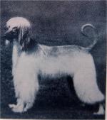 Thumbnail of Shibergam Of Dunrobin