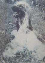 Thumbnail of Sahadi Sessu