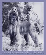 Thumbnail of Regalia's Blue Dahlia