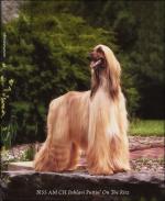 Thumbnail of Pahlavi Puttin' On The Ritz