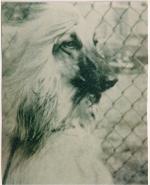 Thumbnail of Shahti Ben Kajar