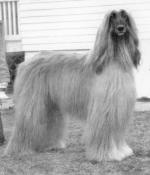 Thumbnail of Xingu van de Oranje Manege