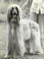 Thumbnail of Koem van de Oranje Manege