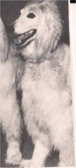 Thumbnail of Shikar Sitara Of Barukara