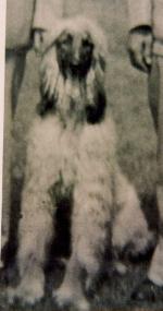 Thumbnail of Zombie Of Dunrobin