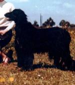 Thumbnail of Tsari van de Oranje Manege