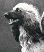 Thumbnail of Wladimir van de Oranje Manege