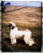 Thumbnail of Dureigh's Golden Harvest