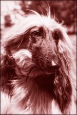 Thumbnail of Ambrosia Bon-Dir