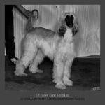 Thumbnail of Crown Crest Khittiku