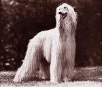 Thumbnail of Ben Ghazi's Apryl