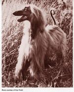 Thumbnail of Rudiki Of Prides Hill