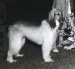 Thumbnail of Mogul Of Arken