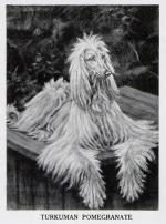 Thumbnail of Turkuman Pomegranate