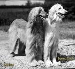 Thumbnail of Khyber El Myia