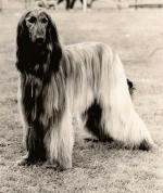 Thumbnail of Bondor Moon Mist