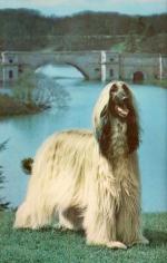 Thumbnail of Bondor Serenade