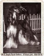 Thumbnail of Shangrila Pharaoh Gandharra